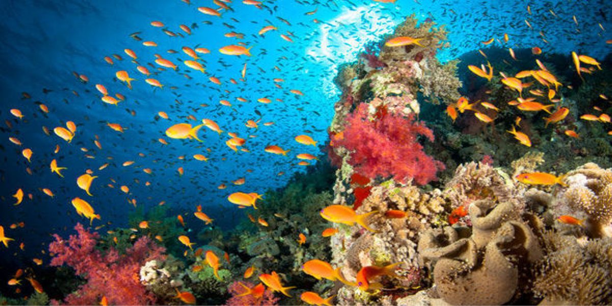 Hawaii Just Passed A Bill Banning Harsh Sunscreens To Preserve Coral ...