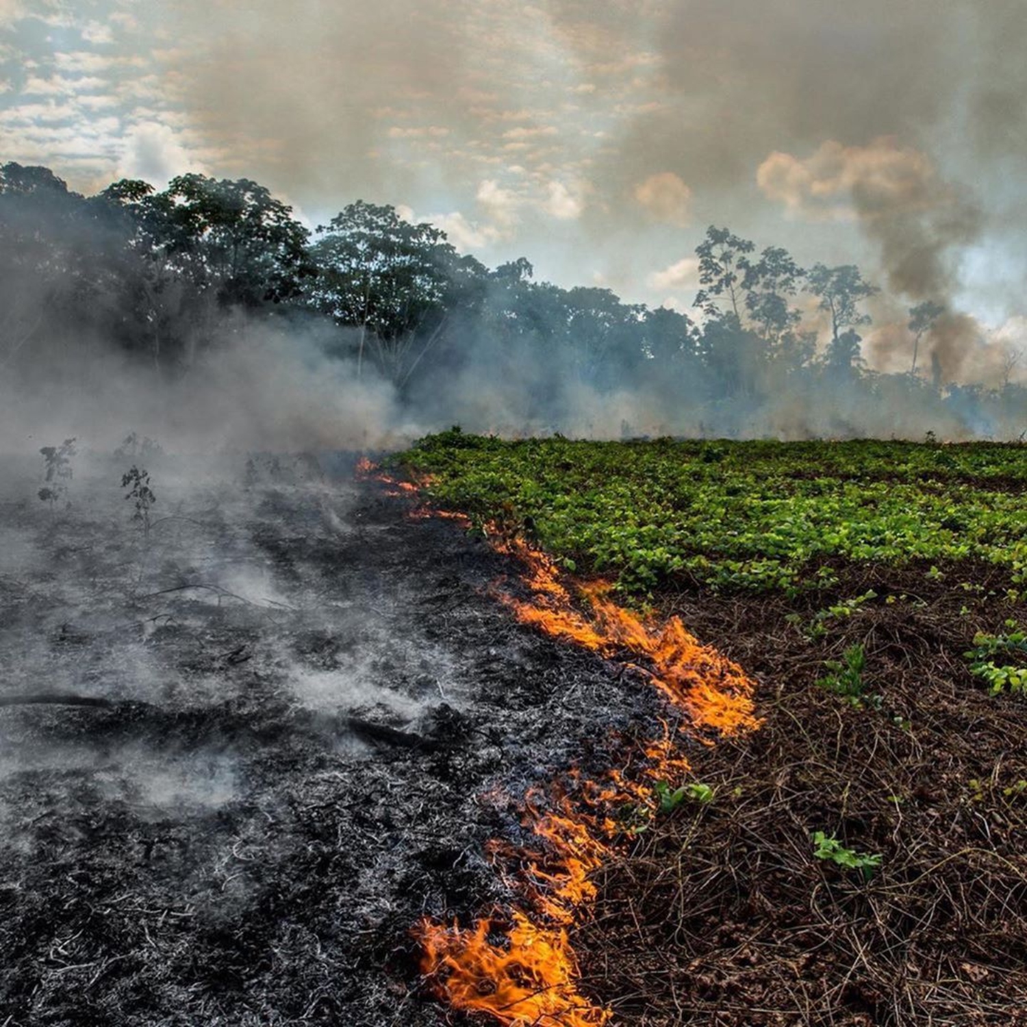 5-shocking-ways-the-world-would-suffer-if-the-amazon-rainforest-is